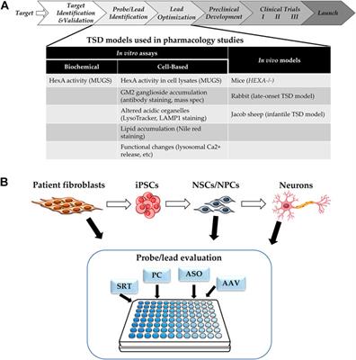 Therapeutic Strategies For Tay-Sachs Disease